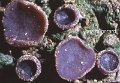 Ionopezia gerardii-amf2044